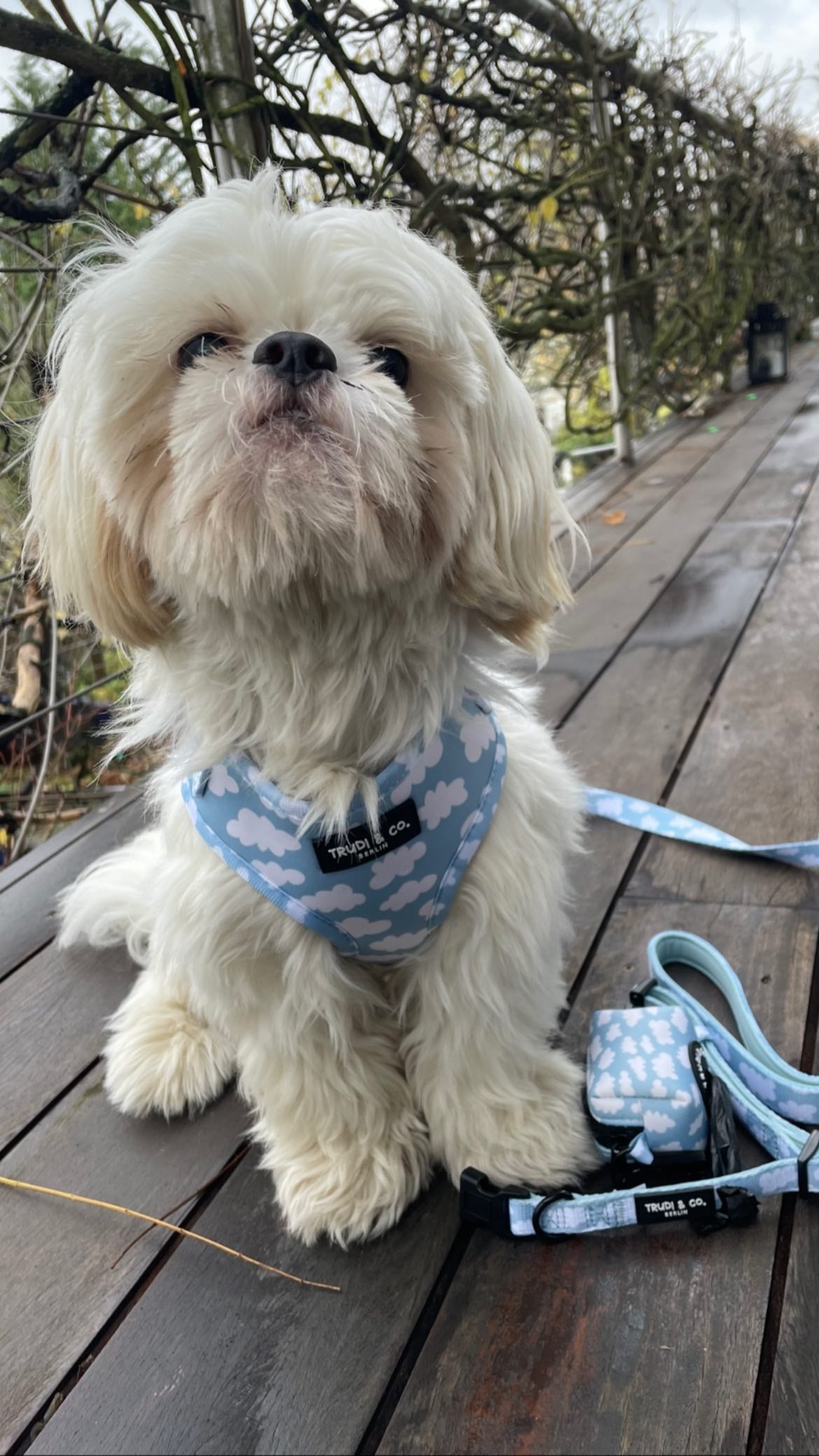 Dog Harness „Cloud Nine“