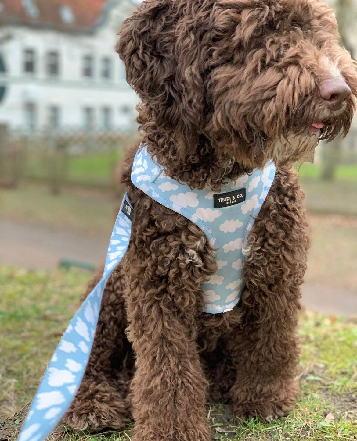 Dog Harness „Cloud Nine“