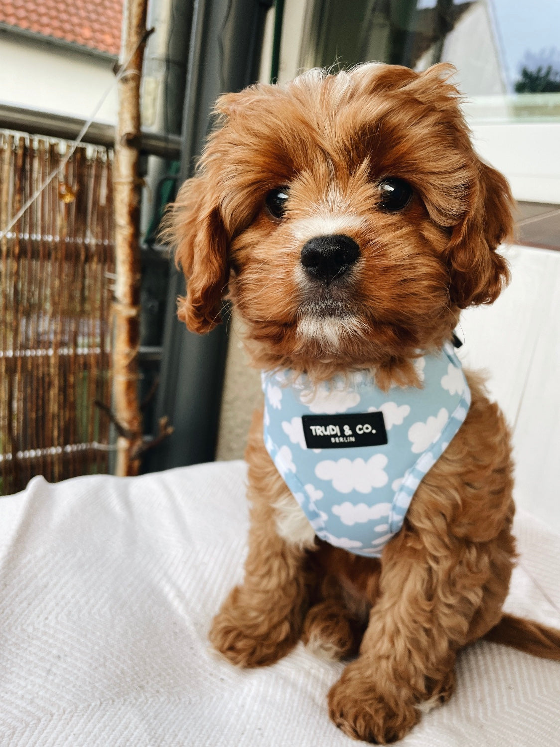 Dog Harness „Cloud Nine“