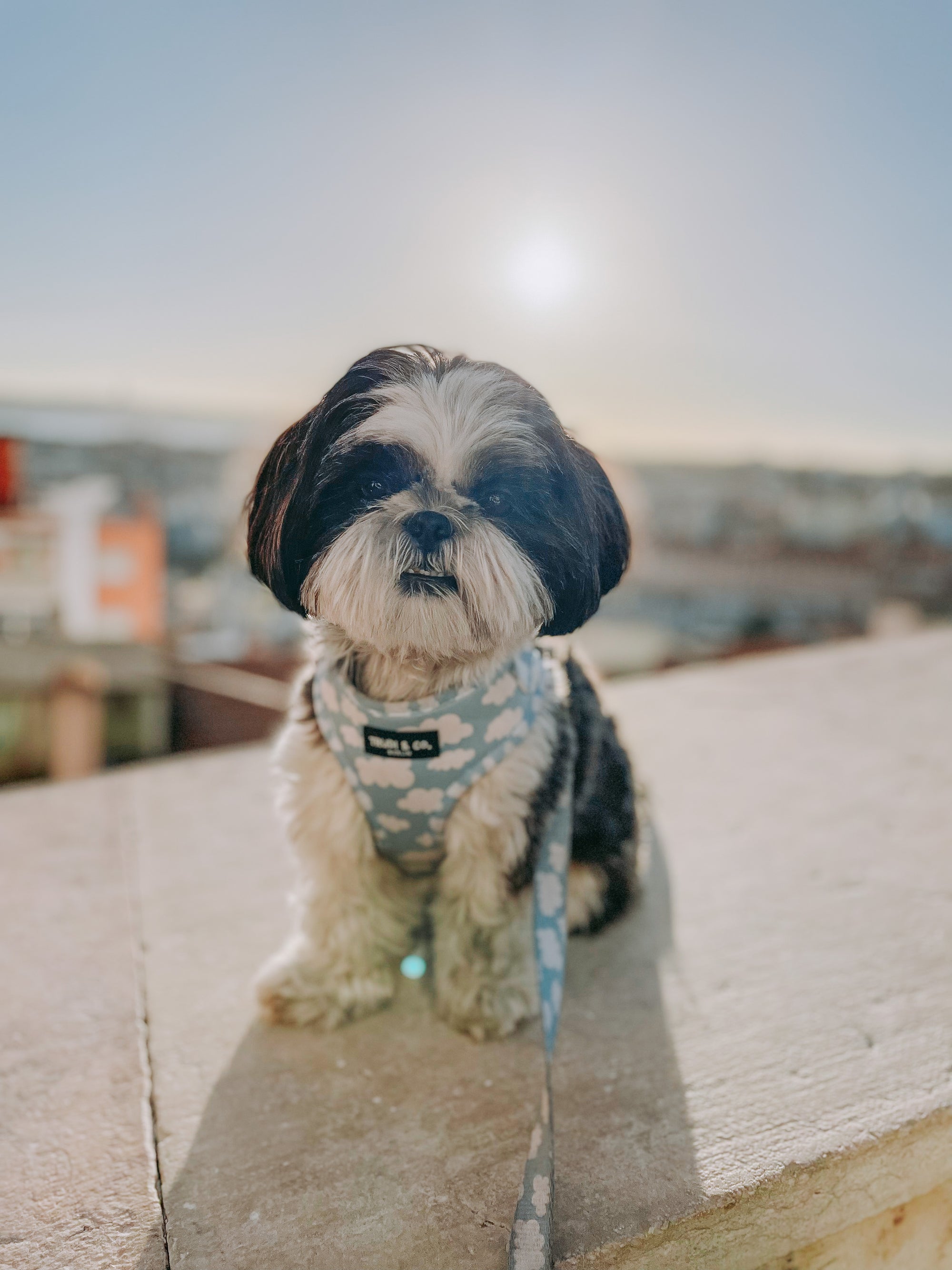 Dog Harness „Cloud Nine“